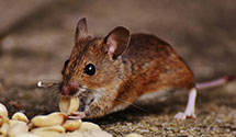 24 Hour & Emergency Exterminators in Garland, WV